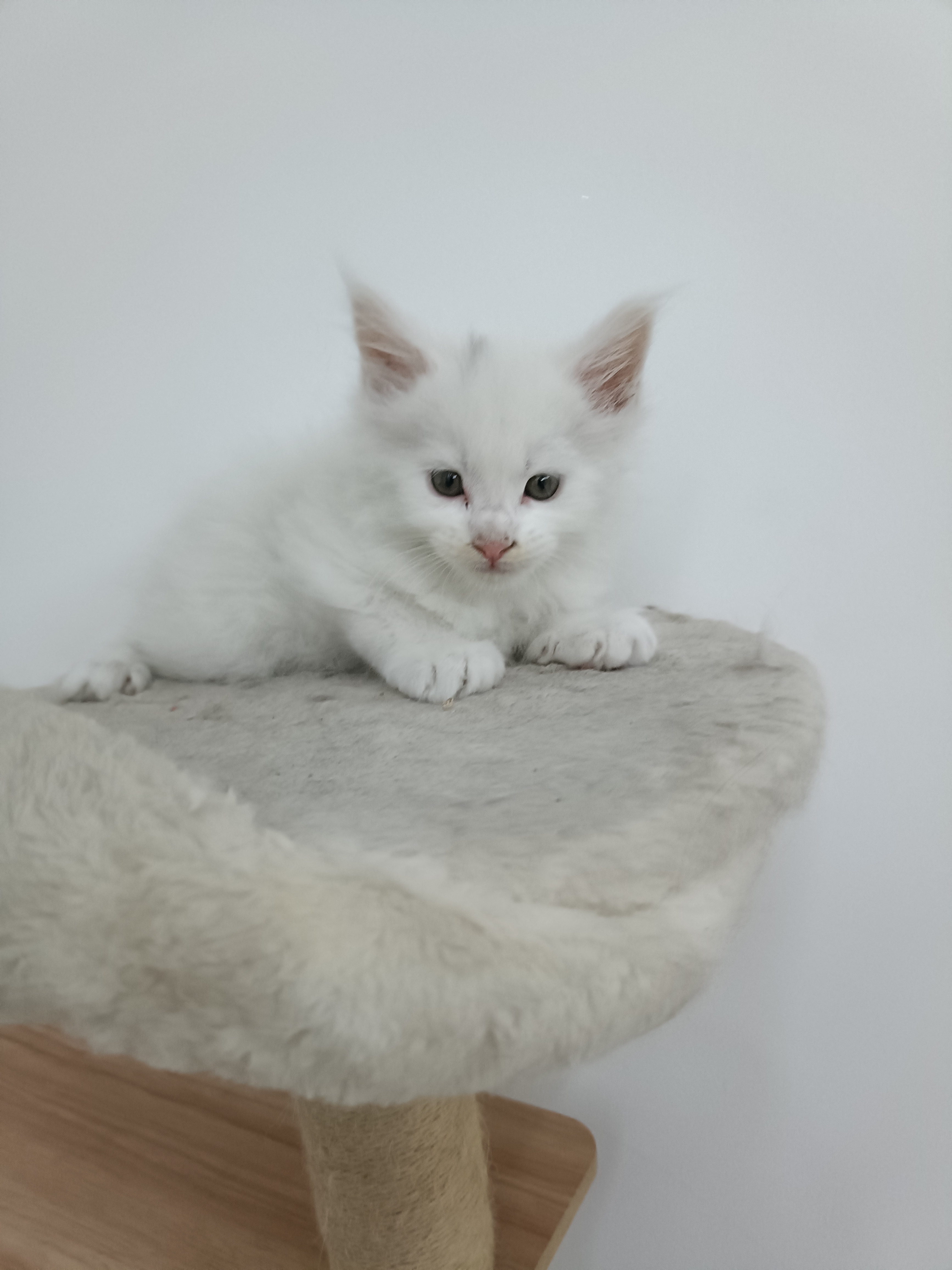 缅因猫
